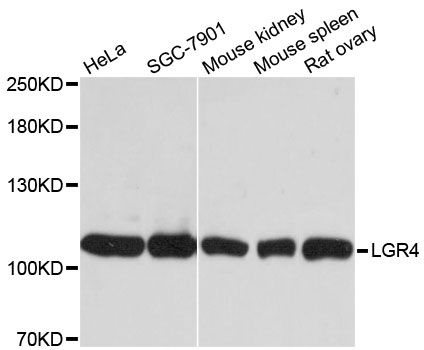 GPR48 / LGR4 Antibody - Western blot analysis of extracts of various cell lines, using LGR4 antibody at 1:3000 dilution. The secondary antibody used was an HRP Goat Anti-Rabbit IgG (H+L) at 1:10000 dilution. Lysates were loaded 25ug per lane and 3% nonfat dry milk in TBST was used for blocking. An ECL Kit was used for detection and the exposure time was 1s.