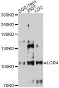 GPR48 / LGR4 Antibody - Western blot analysis of extracts of various cell lines, using LGR4 antibody at 1:3000 dilution. The secondary antibody used was an HRP Goat Anti-Rabbit IgG (H+L) at 1:10000 dilution. Lysates were loaded 25ug per lane and 3% nonfat dry milk in TBST was used for blocking. An ECL Kit was used for detection and the exposure time was 120s.