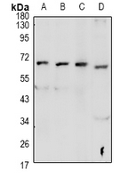 GPR48 / LGR4 Antibody - Western blot analysis of GPR48 expression in HEK293T (A), PC3 (B), SP20 (C), PC12 (D) whole cell lysates.