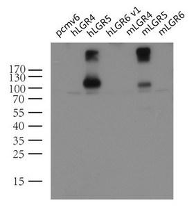 GPR49 / LGR5 Antibody - Western blot analysis of extracts. (10ug) from 7 different transiently transfected HEK293T cell lysates by using anti-LGR5 monoclonal antibody(1:2000). (Lanes: control vector pCMV6-Entry ; human LGR4 , LGR5  and LGR6 ; or mouse LGR4,LGR5  and LGR6).