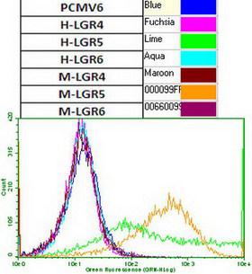 GPR49 / LGR5 Antibody - Flow cytometric analysis of HEK293T cells transiently transfected with human LGR4  or mouse LGR4 , human LGR5  or mouse LGR5 , human LGR6  or mouse LGR6 , or control vector pCMV6-Entry , using anti-LGR5 antibody 1:100) surface stained on live cells.