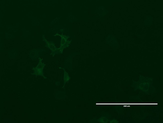 GPR49 / LGR5 Antibody - Anti-LGR5 mouse monoclonal antibody  immunofluorescent staining of MCF7 cells transiently transfected by pCMV6-ENTRY human LGR5. (1:100)