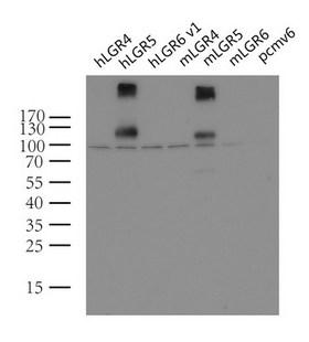 GPR49 / LGR5 Antibody - Western blot analysis of extracts. (10ug) from 7 different transiently transfected HEK293T cell lysates by using anti-LGR5 monoclonal antibody(1:2000). (Lanes: control vector pCMV6-Entry ; human LGR4 , LGR5  and LGR6 ; or mouse LGR4,LGR5  and LGR6)