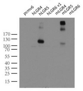 GPR49 / LGR5 Antibody - Western blot analysis of extracts. (10ug) from 7 different transiently transfected HEK293T cell lysates by using anti-LGR5 monoclonal antibody(1:2000). (Lanes: control vector pCMV6-Entry ; human LGR4 , LGR5  and LGR6 ; or mouse LGR4,LGR5  and LGR6).