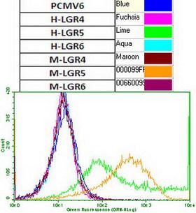 GPR49 / LGR5 Antibody - Flow cytometric analysis of HEK293T cells transiently transfected with human LGR4  or mouse LGR4 , human LGR5  or mouse LGR5 , human LGR6  or mouse LGR6 , or control vector pCMV6-Entry , using anti-LGR5 antibody 1:100) surface stained on live cells.