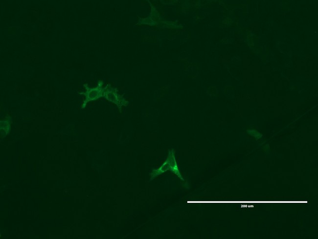 GPR49 / LGR5 Antibody - Anti-LGR5 mouse monoclonal antibody  immunofluorescent staining of MCF7 cells transiently transfected by pCMV6-ENTRY mouse LGR5. (1:100)