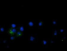 GPR49 / LGR5 Antibody - Anti-LGR5 mouse monoclonal antibody immunofluorescent staining of COS7 cells transiently transfected by pCMV6-ENTRY LGR5.
