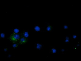 GPR49 / LGR5 Antibody - Anti-LGR5 mouse monoclonal antibody immunofluorescent staining of COS7 cells transiently transfected by pCMV6-ENTRY LGR5.