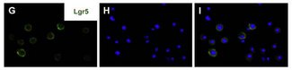 GPR49 / LGR5 Antibody - Figure from citation: Immunocytochemistry of epithelium stem cell phenotype. Isolated dental epithelium following 5-day culture, overwhelmingly expressed Lgr5. Dilution: 1:100