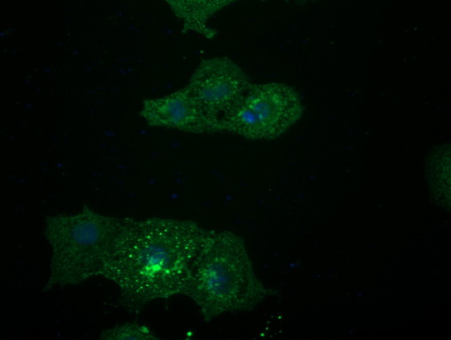 GPR49 / LGR5 Antibody - Anti-LGR5 mouse monoclonal antibody  immunofluorescent staining of COS7 cells transiently transfected by pCMV6-ENTRY LGR5.