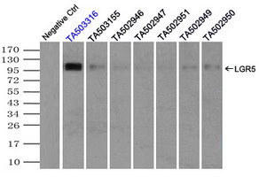 GPR49 / LGR5 Antibody - Immunoprecipitation(IP) of LGR5 by using TrueMab monoclonal anti-LGR5 antibodies. (Negative control: IP without adding anti-LGR5 antibody.). For each experiment, 500ul of DDK tagged LGR5 overexpression lysates. (at 1:5 dilution with HEK293T lysate), 2ug of anti-LGR5 antibody and 20ul. (0.1mg) of goat anti-mouse conjugated magnetic beads were mixed and incubated overnight. After extensive wash to remove any non-specific binding, the immuno-precipitated products were analyzed with rabbit anti-DDK polyclonal antibody.