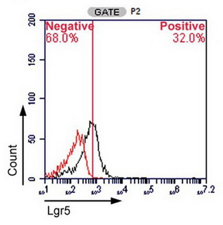 GPR49 / LGR5 Antibody - Figure from citation: Flow cytometry of the SB cells. The G4 region was further divided into P1 and P2. Lgr5, a stem cell marker, was expressed by 32% of the P2 population. Black: staining with Lgr5; red: staining with the isotype control.