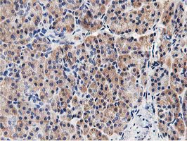 GPR49 / LGR5 Antibody - IHC of paraffin-embedded Human pancreas tissue using anti-LGR5 mouse monoclonal antibody. (Heat-induced epitope retrieval by 10mM citric buffer, pH6.0, 100C for 10min).