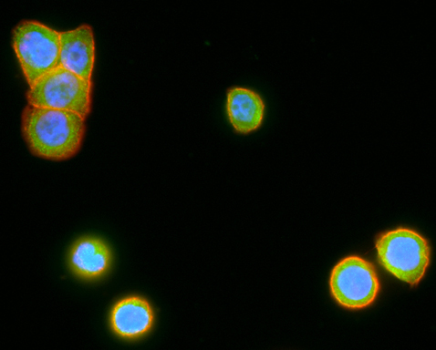 GPR49 / LGR5 Antibody - Immunofluorescent staining of HT29 cells using anti-LGR5 mouse monoclonal antibody (green). Actin filaments were labeled with TRITC-phalloidin (Red), and nuclear with DAPI (Blue).