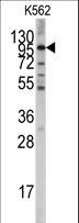 GPR49 / LGR5 Antibody - Western blot of anti-LGR5/GPR49 Antibody in K562 cell line lysates (35 ug/lane). LGR5/GPR49(arrow) was detected using the purified antibody.