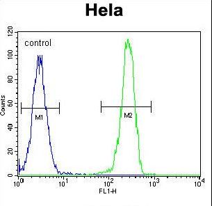 GPR49 / LGR5 Antibody - LGR5 (GPR49) Antibody flow cytometry of HeLa cells (right histogram) compared to a negative control cell (left histogram). FITC-conjugated goat-anti-rabbit secondary antibodies were used for the analysis.