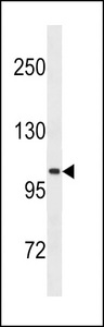 GPR49 / LGR5 Antibody - LGR5/GPR49 Antibody western blot of K562 cell line lysates (35 ug/lane). The LGR5/GPR49 antibody detected the LGR5/GPR49 protein (arrow).
