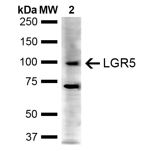 GPR49 / LGR5 Antibody - Western blot analysis of Human Cervical cancer cell line (HeLa) lysate showing detection of ~100 kDa LGR5 protein using Rabbit Anti-LGR5 Polyclonal Antibody. Lane 1: Molecular Weight Ladder (MW). Lane 2: HeLa. Load: 10 µg. Block: 5% Skim Milk in 1X TBST. Primary Antibody: Rabbit Anti-LGR5 Polyclonal Antibody  at 1:1000 for 2 hours at RT. Secondary Antibody: Goat Anti-Rabbit IgG: HRP at 1:5000 for 1 hour at RT. Color Development: ECL solution for 5 min at RT. Predicted/Observed Size: ~100 kDa. Other Band(s): 97 kDa, 70 kDa.