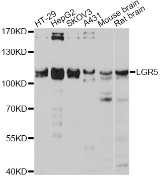 GPR49 / LGR5 Antibody - Western blot analysis of extracts of various cell lines, using LGR5 antibody at 1:3000 dilution. The secondary antibody used was an HRP Goat Anti-Rabbit IgG (H+L) at 1:10000 dilution. Lysates were loaded 25ug per lane and 3% nonfat dry milk in TBST was used for blocking. An ECL Kit was used for detection and the exposure time was 10s.