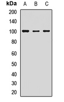 GPR49 / LGR5 Antibody