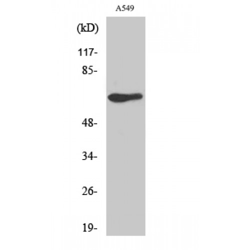 GPR50 Antibody - Western blot of GPR50 antibody