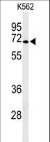 GPR50 Antibody - Western blot of GPR50 Antibody in K562 cell line lysates (35 ug/lane). GPR50 (arrow) was detected using the purified antibody.