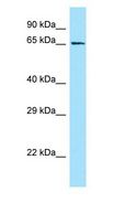 GPR50 Antibody - GPR50 antibody Western Blot of Jurkat.  This image was taken for the unconjugated form of this product. Other forms have not been tested.