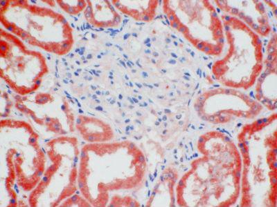 GPR50 Antibody - Clone 1A3 human kidney, paraffin section