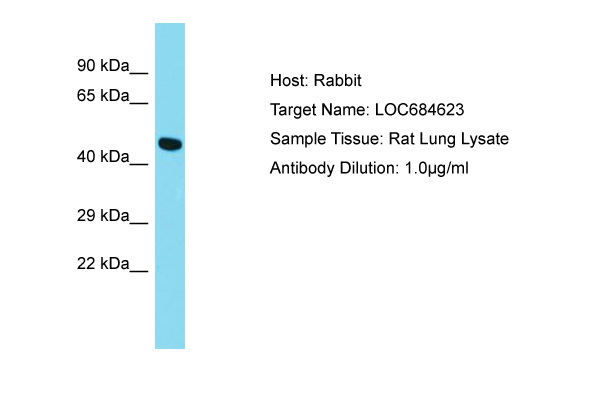 GPR52 Antibody -  This image was taken for the unconjugated form of this product. Other forms have not been tested.