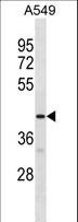 GPR52 Antibody - GPR52 Antibody western blot of A549 cell line lysates (35 ug/lane). The GPR52 antibody detected the GPR52 protein (arrow).