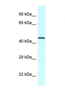 GPR52 Antibody - GPR52 antibody Western blot of Fetal Heart lysate. Antibody concentration 1 ug/ml.  This image was taken for the unconjugated form of this product. Other forms have not been tested.