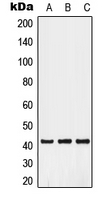 GPR52 Antibody - Western blot analysis of GPR52 expression in A549 (A); HUVEC (B); HepG2 (C) whole cell lysates.
