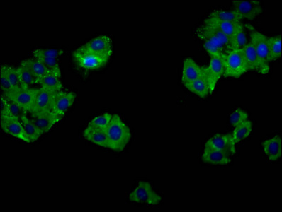 GPR52 Antibody - Immunofluorescence staining of HepG2 cells diluted at 1:133, counter-stained with DAPI. The cells were fixed in 4% formaldehyde, permeabilized using 0.2% Triton X-100 and blocked in 10% normal Goat Serum. The cells were then incubated with the antibody overnight at 4°C.The Secondary antibody was Alexa Fluor 488-congugated AffiniPure Goat Anti-Rabbit IgG (H+L).