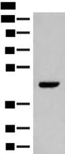 GPR52 Antibody - Western blot analysis of NIH/3T3 cell lysate  using GPR52 Polyclonal Antibody at dilution of 1:400