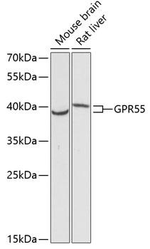 GPR55 Antibody - Western blot analysis of extracts of various cell lines using GPR55 Polyclonal Antibody at dilution of 1:3000.