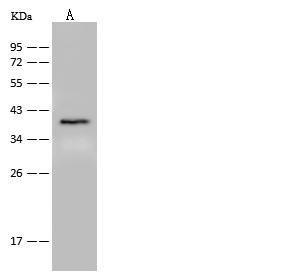 GPR55 Antibody - Anti-GPR55 rabbit polyclonal antibody at 1:500 dilution. Lane A: Mouse brain tissue lysate. Lysates/proteins at 30 ug per lane. Secondary: Goat Anti-Rabbit IgG (H+L)/HRP at 1/10000 dilution. Developed using the ECL technique. Performed under reducing conditions. Predicted band size: 37 kDa.