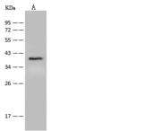GPR55 Antibody - Anti-GPR55 rabbit polyclonal antibody at 1:500 dilution. Lane A: Mouse brain tissue lysate. Lysates/proteins at 30 ug per lane. Secondary: Goat Anti-Rabbit IgG (H+L)/HRP at 1/10000 dilution. Developed using the ECL technique. Performed under reducing conditions. Predicted band size: 37 kDa.