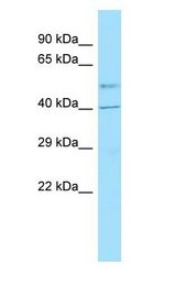 GPR6 Antibody - GPR6 antibody Western Blot of Fetal Kidney. Antibody dilution: 1 ug/ml.  This image was taken for the unconjugated form of this product. Other forms have not been tested.