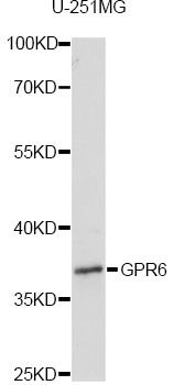 GPR6 Antibody - Western blot analysis of extracts of U-251MG cells, using GPR6 antibody at 1:1000 dilution. The secondary antibody used was an HRP Goat Anti-Rabbit IgG (H+L) at 1:10000 dilution. Lysates were loaded 25ug per lane and 3% nonfat dry milk in TBST was used for blocking. An ECL Kit was used for detection and the exposure time was 10s.