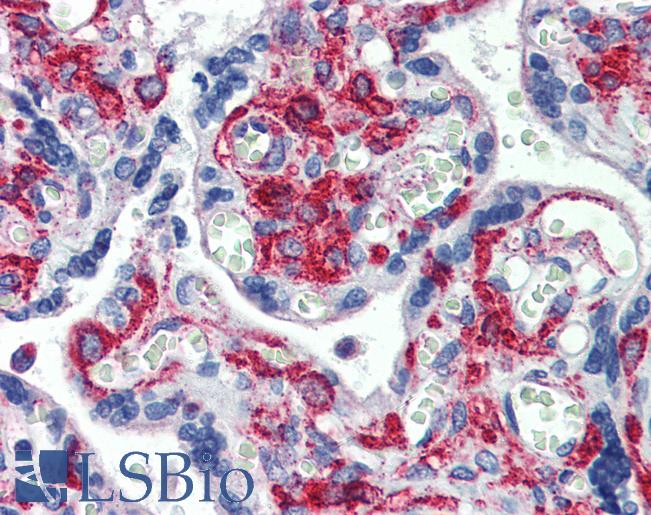 GPR6 Antibody - Anti-GPR6 antibody IHC of human placenta. Immunohistochemistry of formalin-fixed, paraffin-embedded tissue after heat-induced antigen retrieval. Antibody concentration 5 ug/ml.  This image was taken for the unconjugated form of this product. Other forms have not been tested.