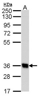 GPR62 Antibody - Sample (30 ug of whole cell lysate). A: Hep G2 . 10% SDS PAGE. GPR62 antibody diluted at 1:1000.