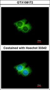 GPR62 Antibody - Immunofluorescence of methanol-fixed Hep G2 using GPR62 antibody at 1:500 dilution.