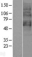 GPR65 / TDAG8 Protein - Western validation with an anti-DDK antibody * L: Control HEK293 lysate R: Over-expression lysate