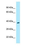 GPR68 / OGR1 Antibody - GPR68 / OGR1 antibody Western Blot of Fetal Brain.  This image was taken for the unconjugated form of this product. Other forms have not been tested.