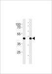 GPR68 / OGR1 Antibody - Mouse Gpr68 Antibody western blot of mouse liver and heart tissue lysates (35 ug/lane). The Mouse Gpr68 antibody detected the Mouse Gpr68 protein (arrow).