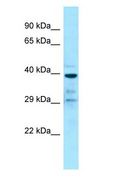 GPR68 / OGR1 Antibody - GPR68 / OGR1 antibody Western Blot of U937. Antibody dilution: 1 ug/ml.  This image was taken for the unconjugated form of this product. Other forms have not been tested.
