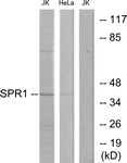 GPR68 / OGR1 Antibody - Western blot of extracts from Jurkat/HeLa cells, using SPR1 Antibody. The lane on the right is treated with the synthesized peptide.