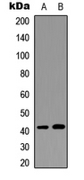 GPR68 / OGR1 Antibody - Western blot analysis of GPR68 expression in HeLa (A); mouse spleen (B) whole cell lysates.