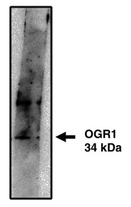 GPR68 / OGR1 Antibody - Western blot of OGR1 antibody on cells transfected with OGR1 protein at 10 ug/ml. Blot developed using Pierce SuperSignal West Femto Maximum Sensitivity Substrate.