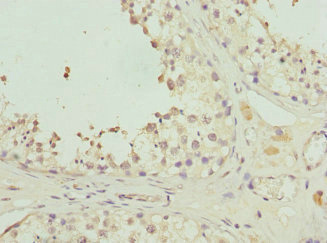 GPR68 / OGR1 Antibody - Immunohistochemistry of paraffin-embedded human testis tissue at dilution 1:100